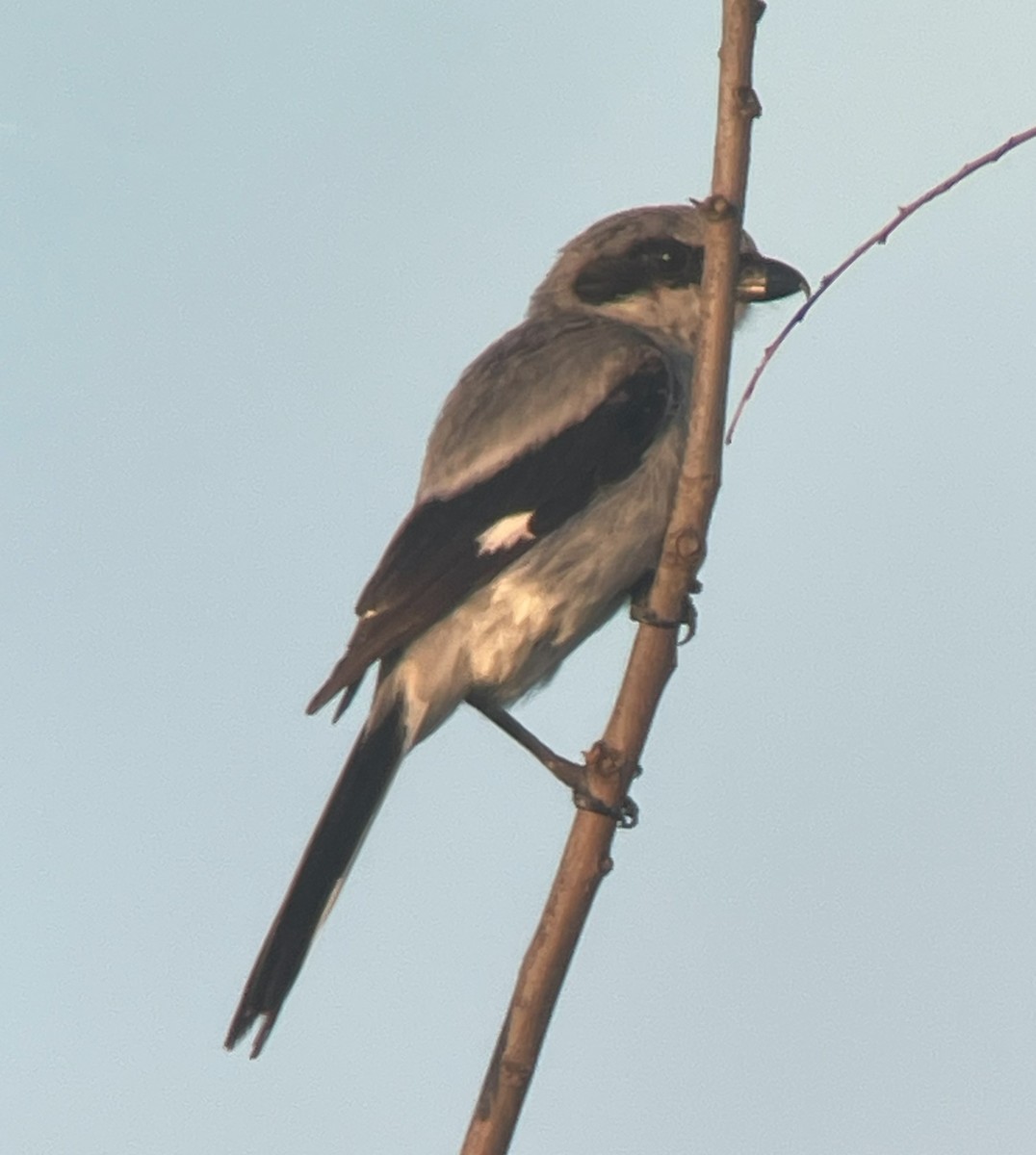 Loggerhead Shrike - ML622052587