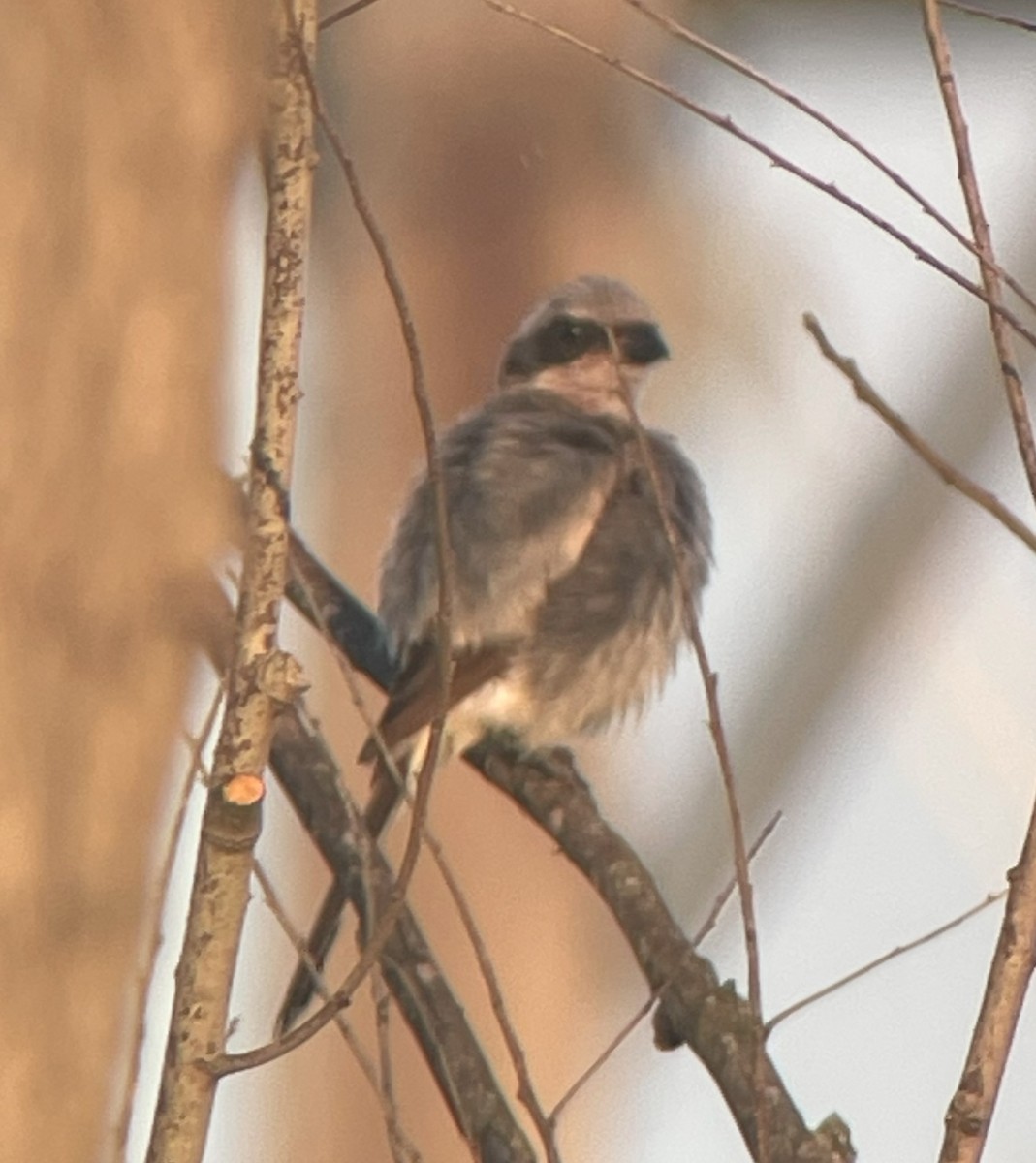 Loggerhead Shrike - ML622052588