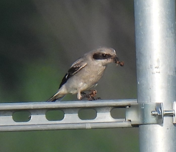 Loggerhead Shrike - ML622052590