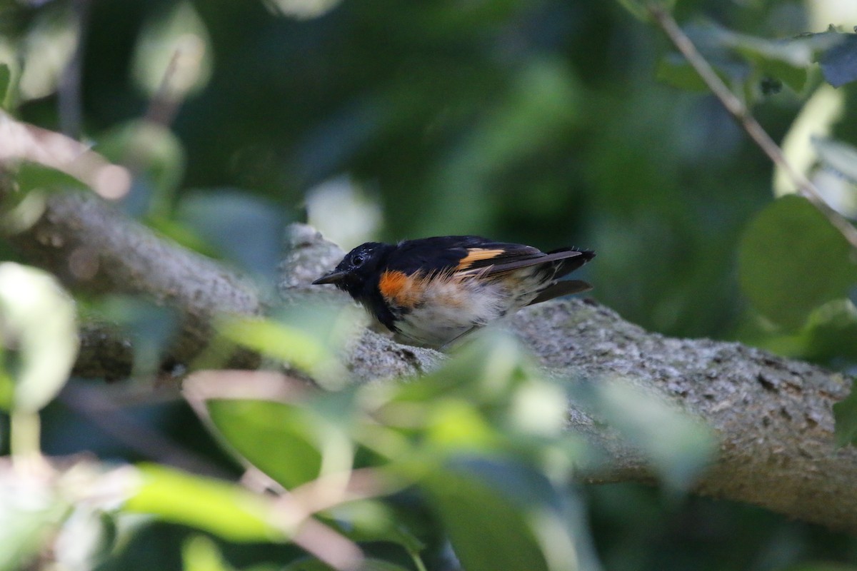 American Redstart - ML622052592