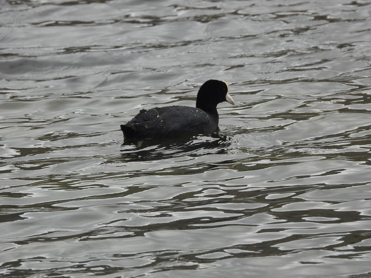 Slate-colored Coot - Andy Ruiz Peña