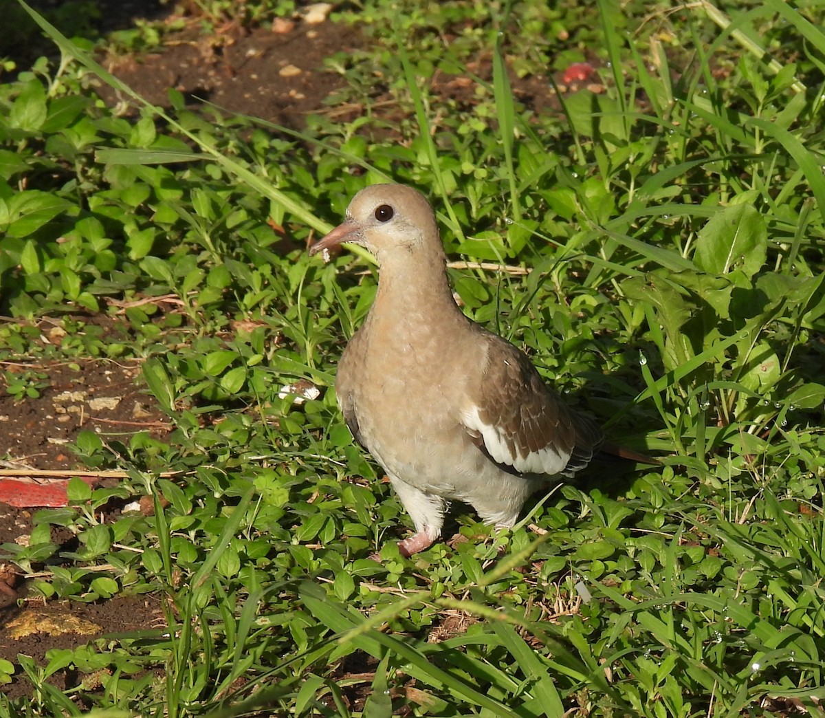 White-winged Dove - ML622052595