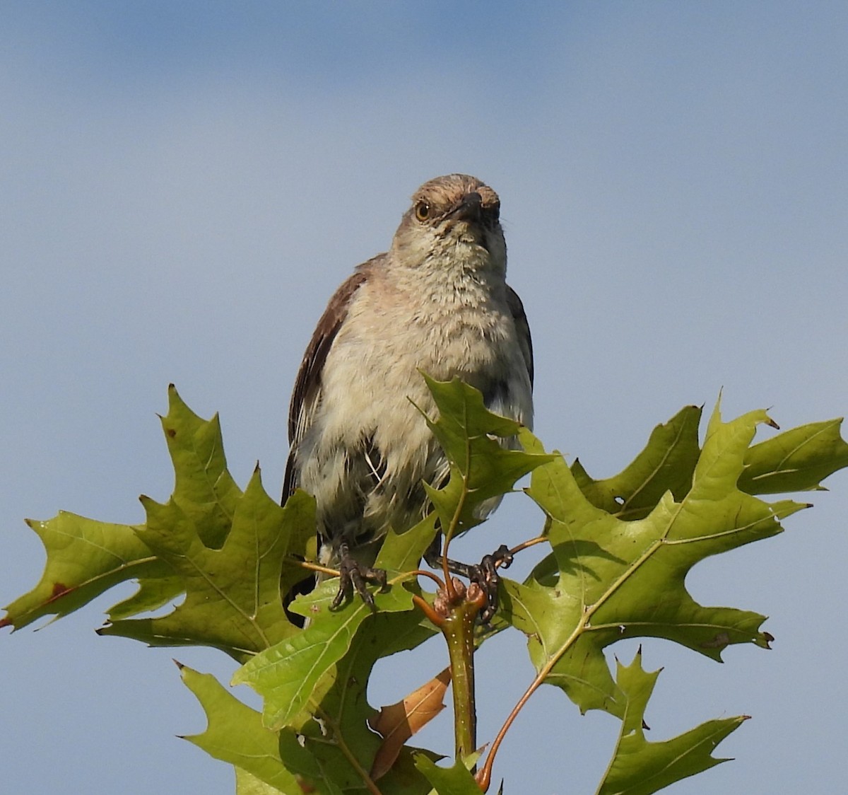 Kuzeyli Taklitçi - ML622052602