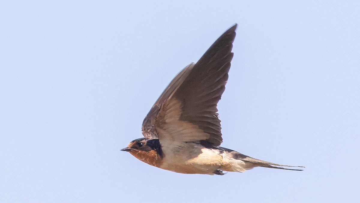 Barn Swallow - ML622052603