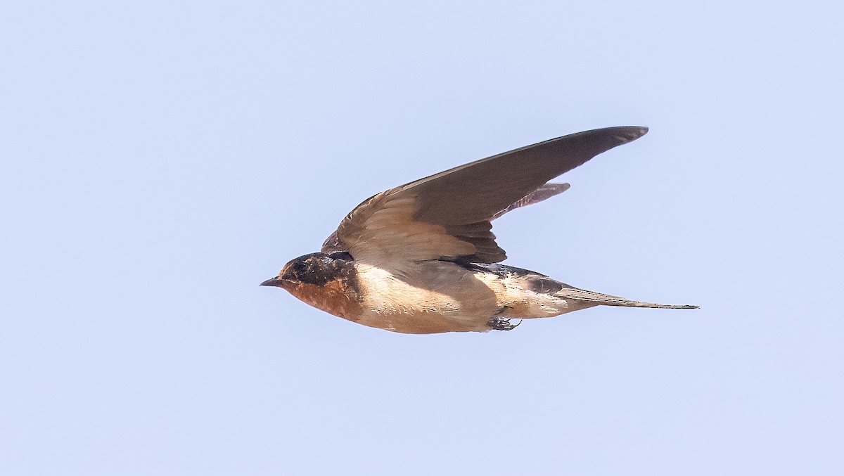 Barn Swallow - ML622052604