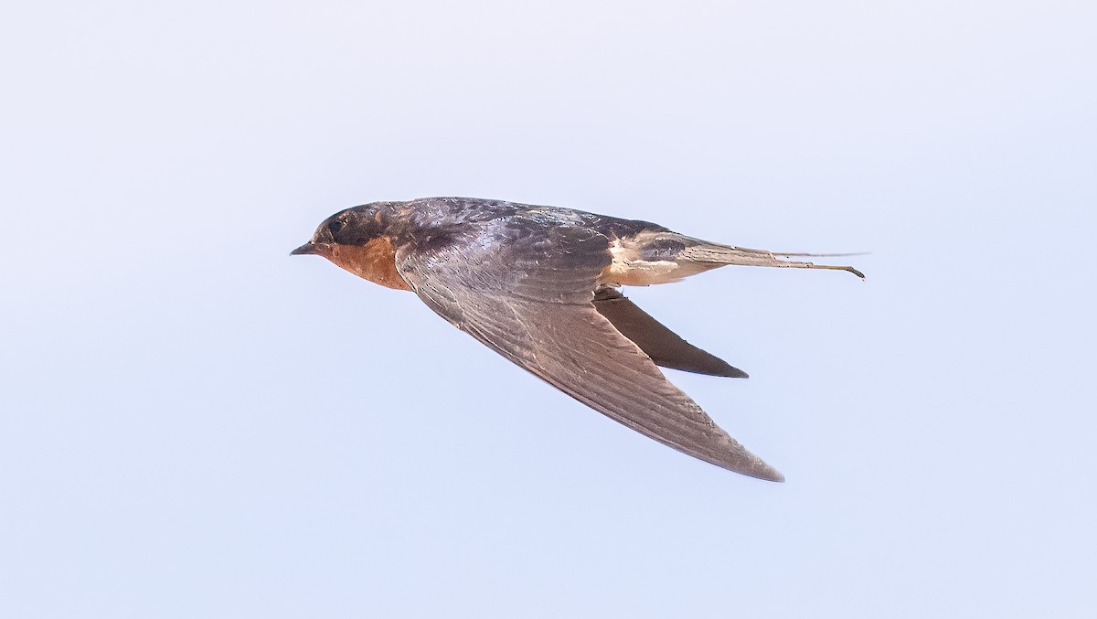 Barn Swallow - ML622052605