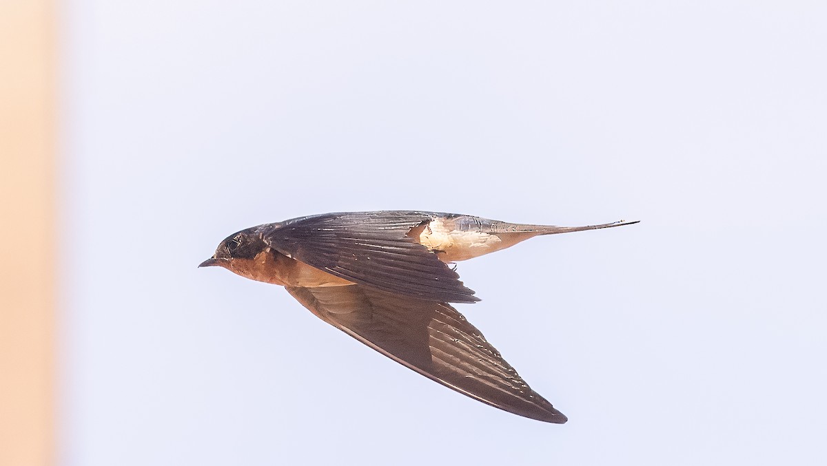 Barn Swallow - ML622052606