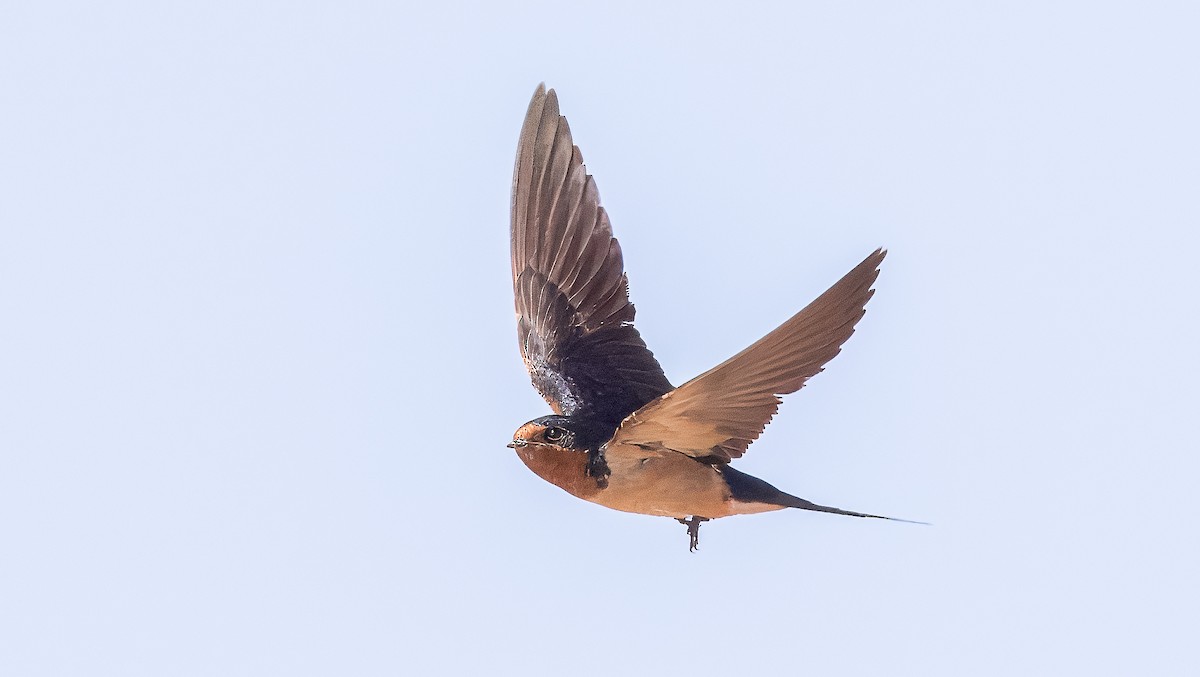 Barn Swallow - ML622052607