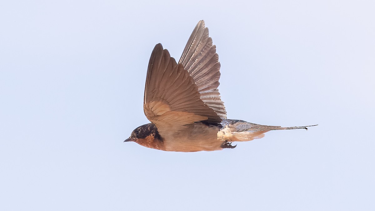 Barn Swallow - ML622052609