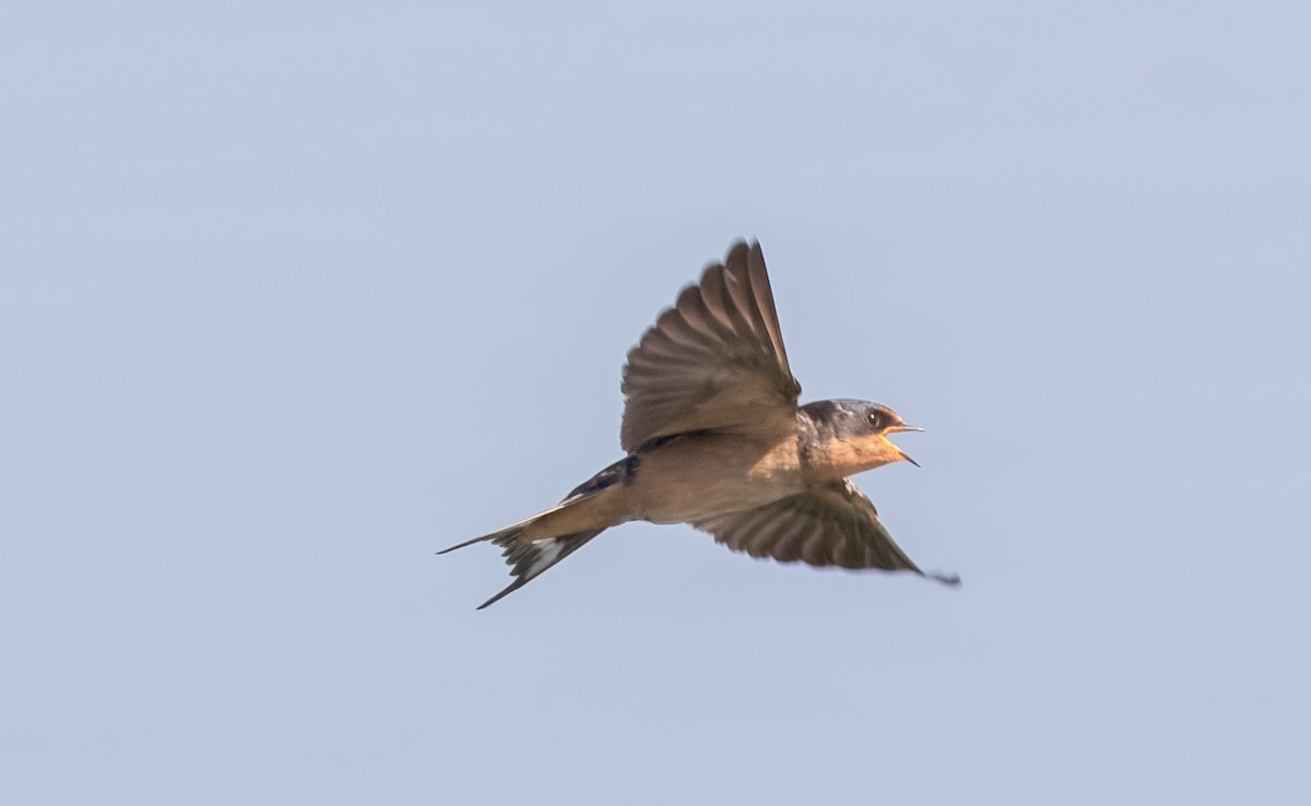 Barn Swallow - ML622052611