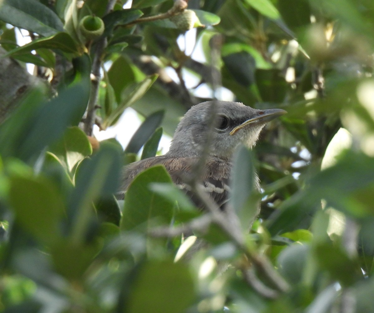 Northern Mockingbird - ML622052613