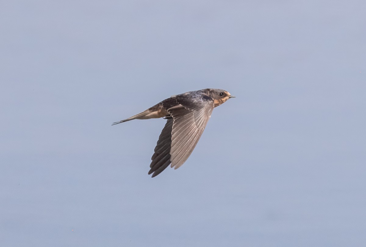 Barn Swallow - ML622052614