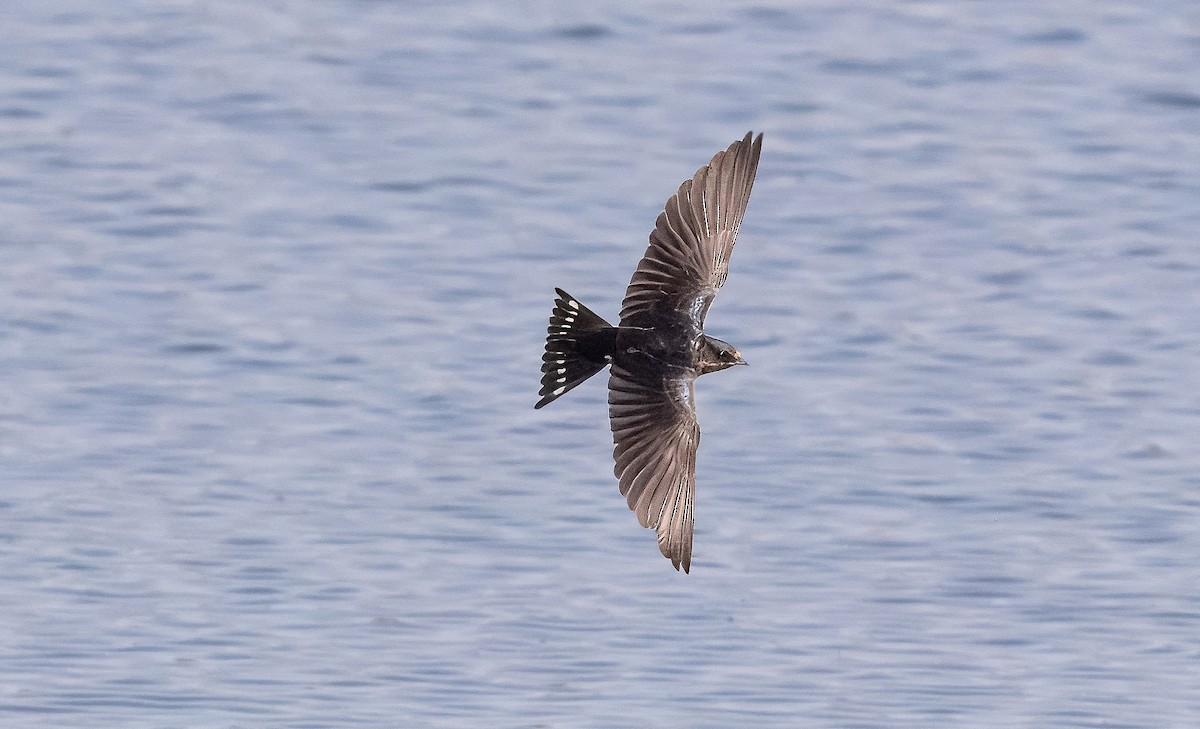 Barn Swallow - ML622052615