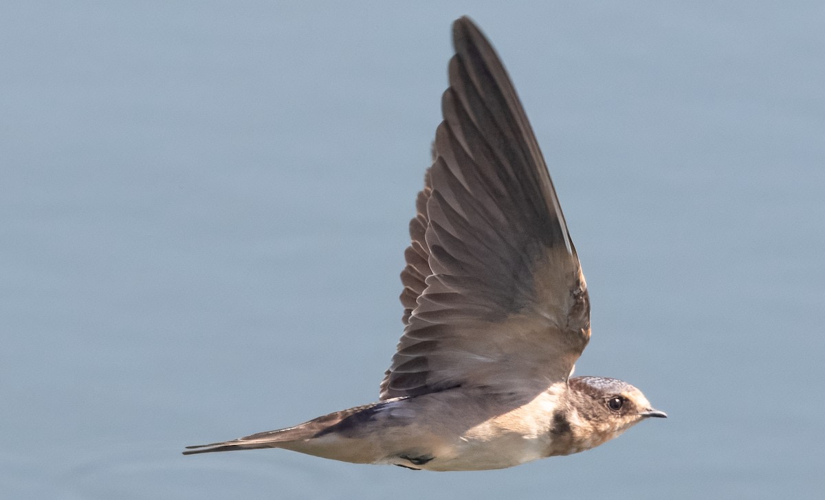 Barn Swallow - ML622052616