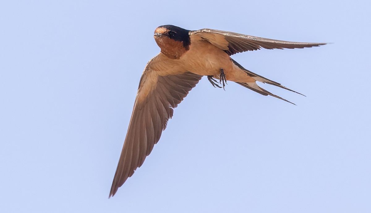 Barn Swallow - ML622052617