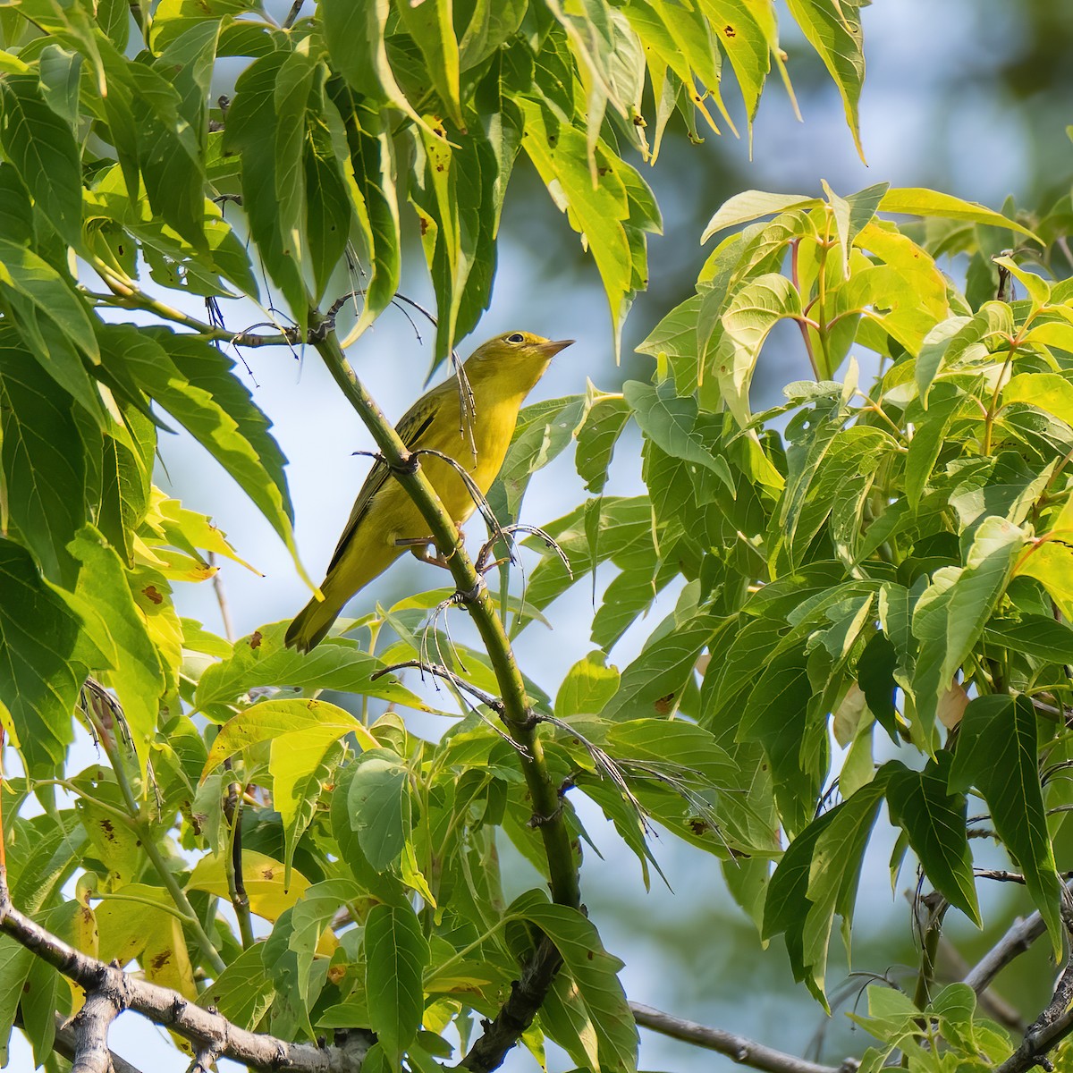 Yellow Warbler - ML622052619