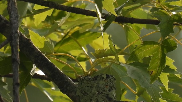 Yakut Boğazlı Kolibri - ML622052630