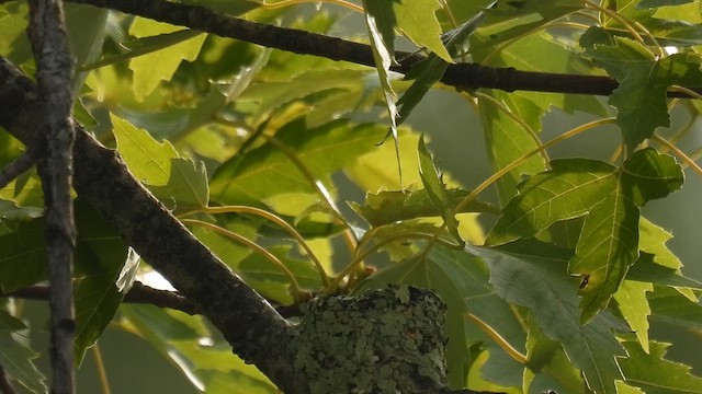 Colibrí Gorjirrubí - ML622052630