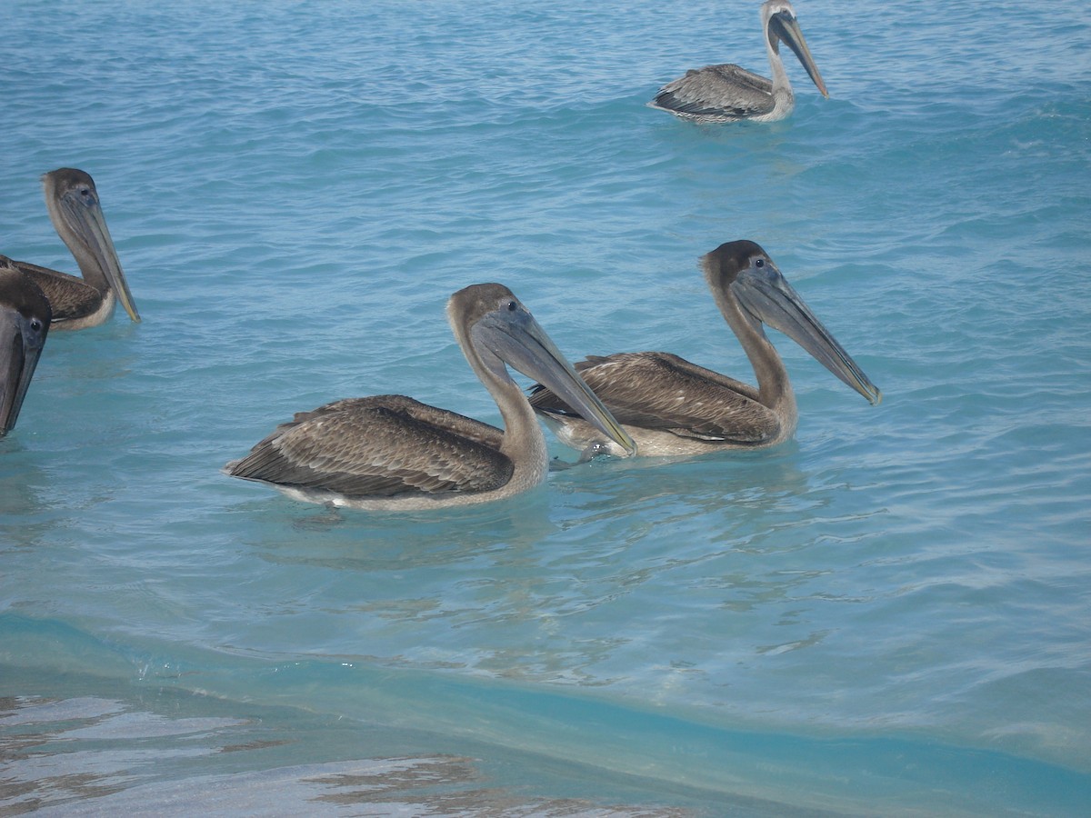 Brown Pelican - ML622052631