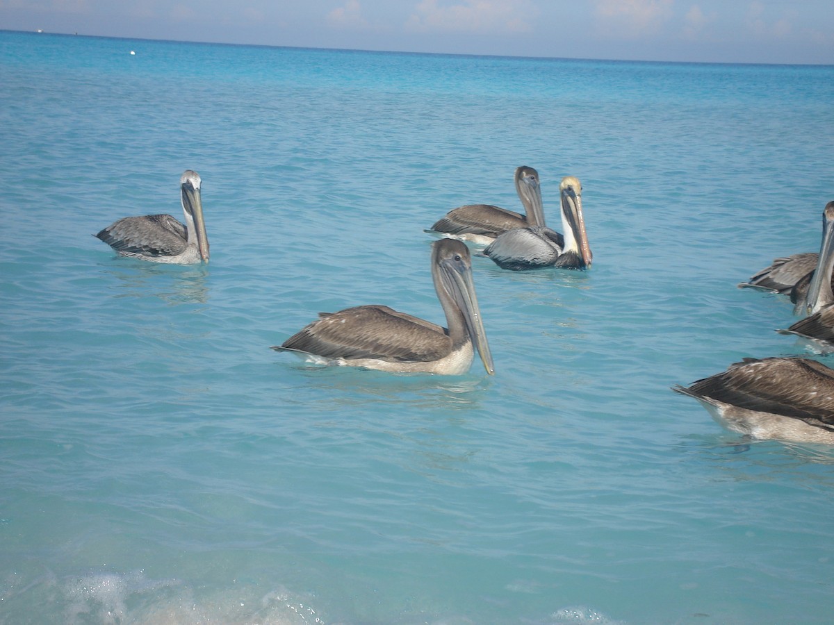 Brown Pelican - ML622052634