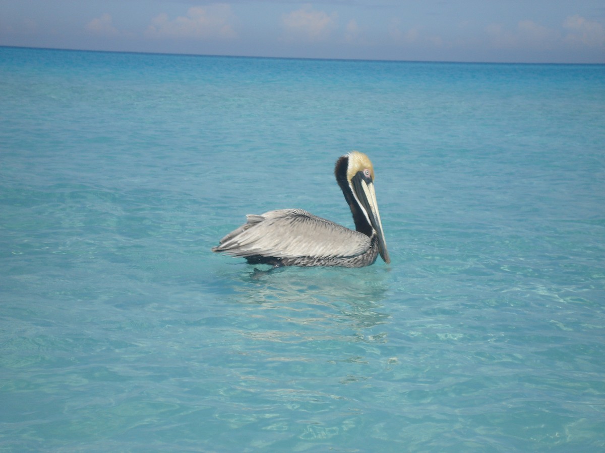 pelikán hnědý - ML622052638