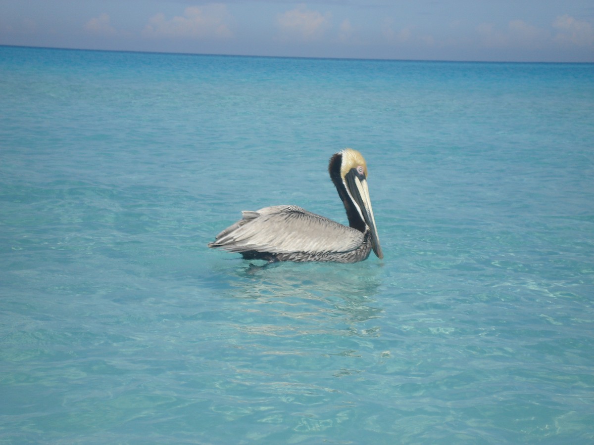 Brown Pelican - ML622052638