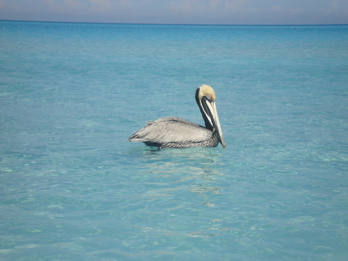 Brown Pelican - ML622052639