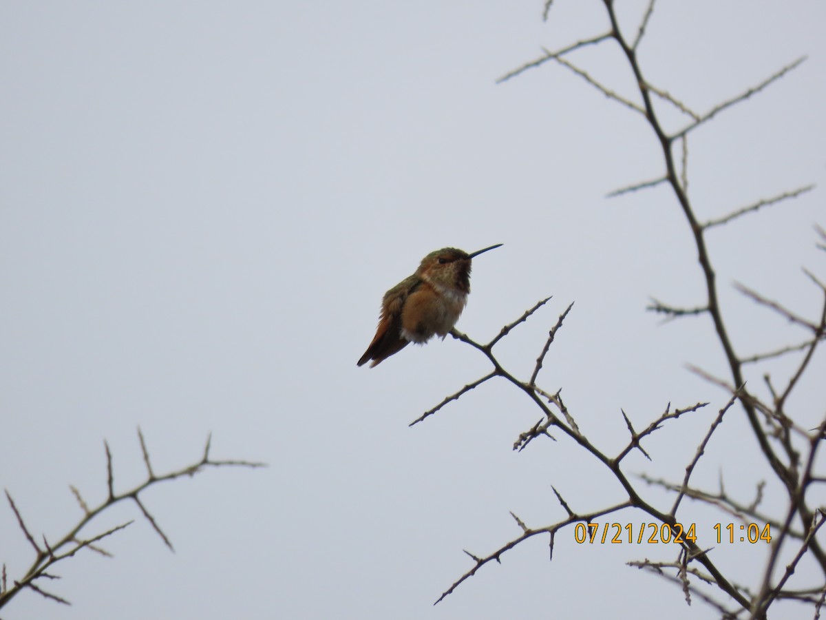 Allen's Hummingbird - Ed Wallace