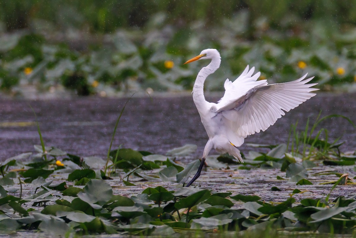 Great Egret - Joe Oliverio