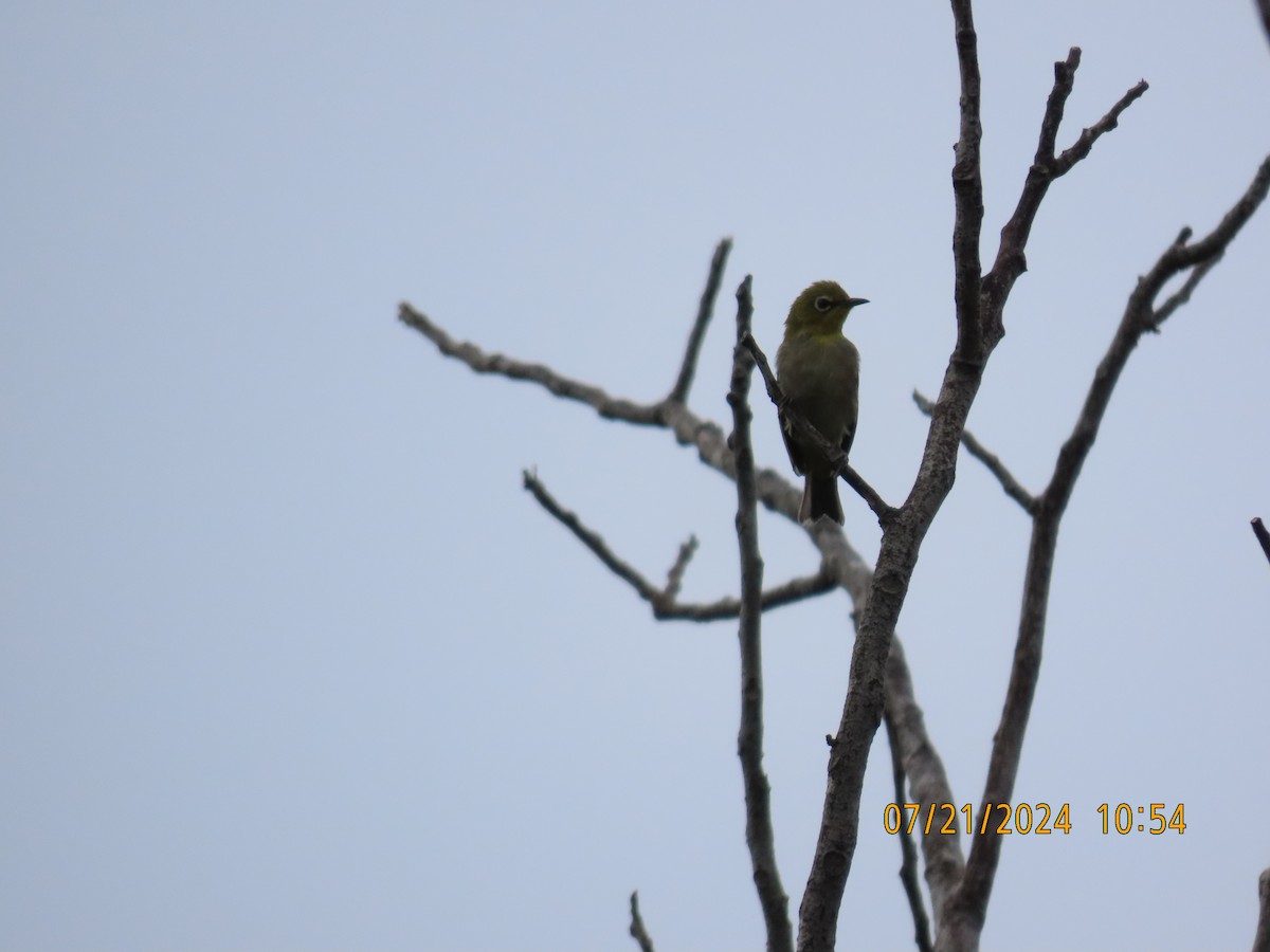 Swinhoe's White-eye - ML622052648