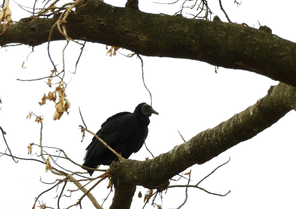 Black Vulture - Pablo Hernan Capovilla