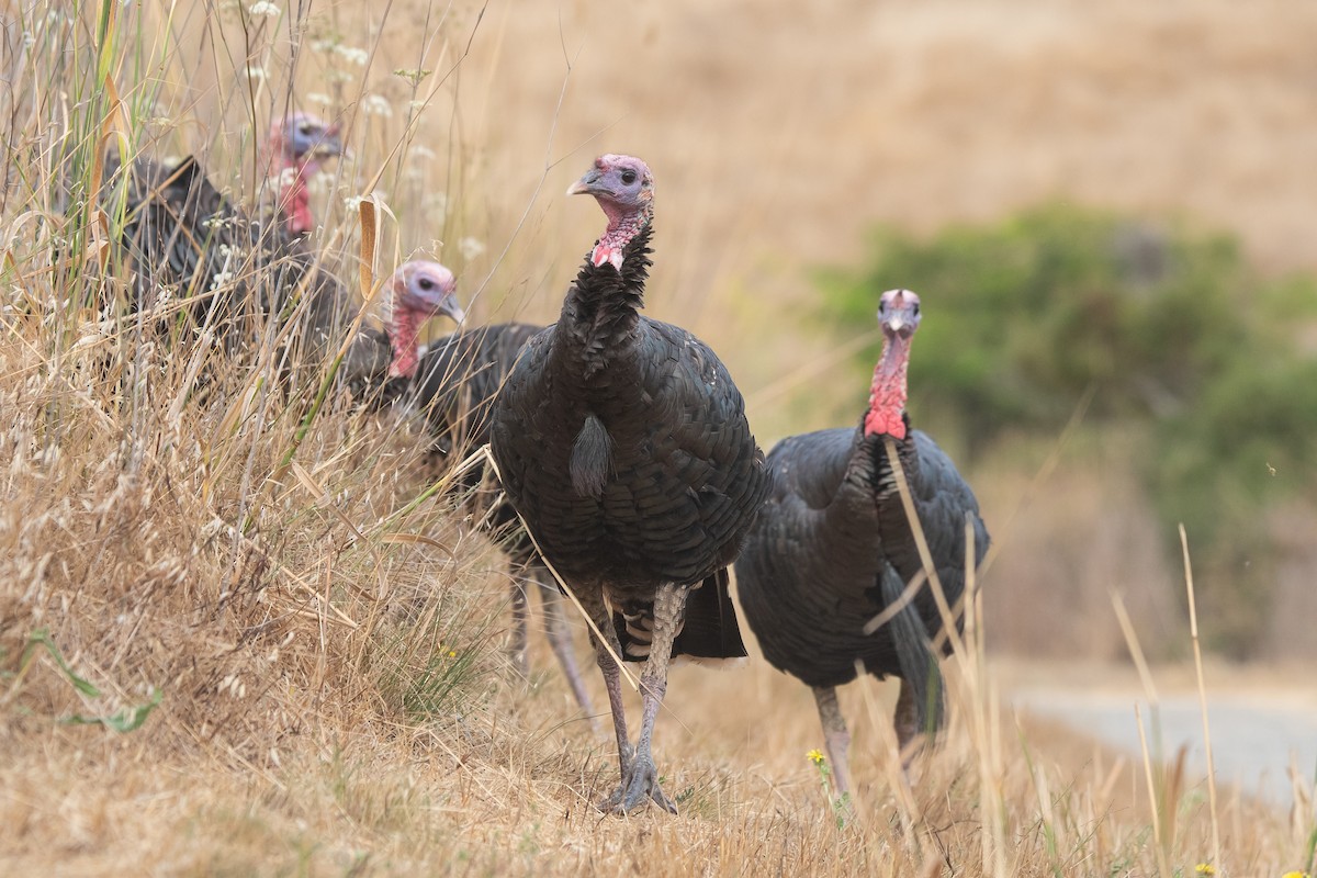 Wild Turkey - ML622052654