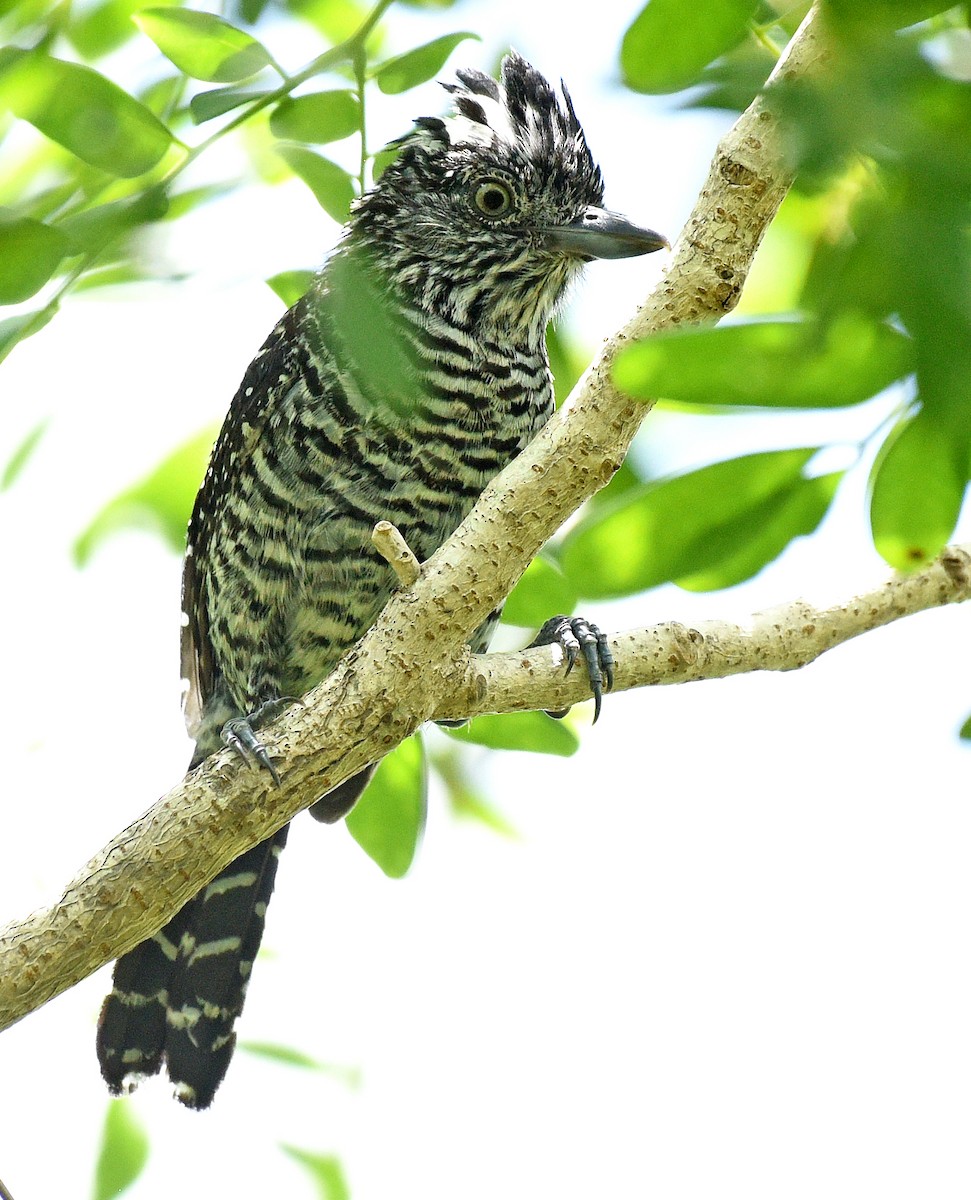 Barred Antshrike (Barred) - ML622052686