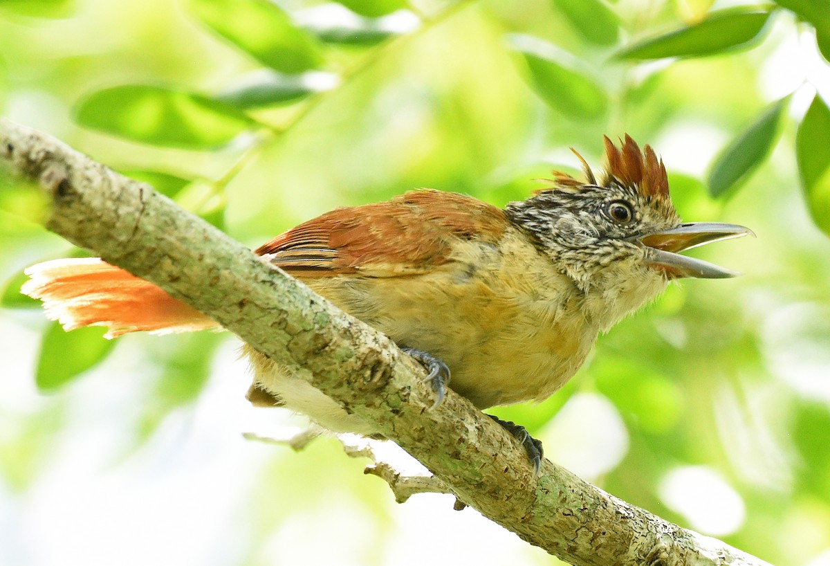 Barred Antshrike (Barred) - ML622052689