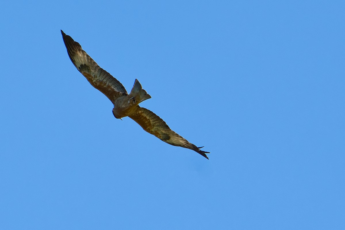 Square-tailed Kite - ML622052693