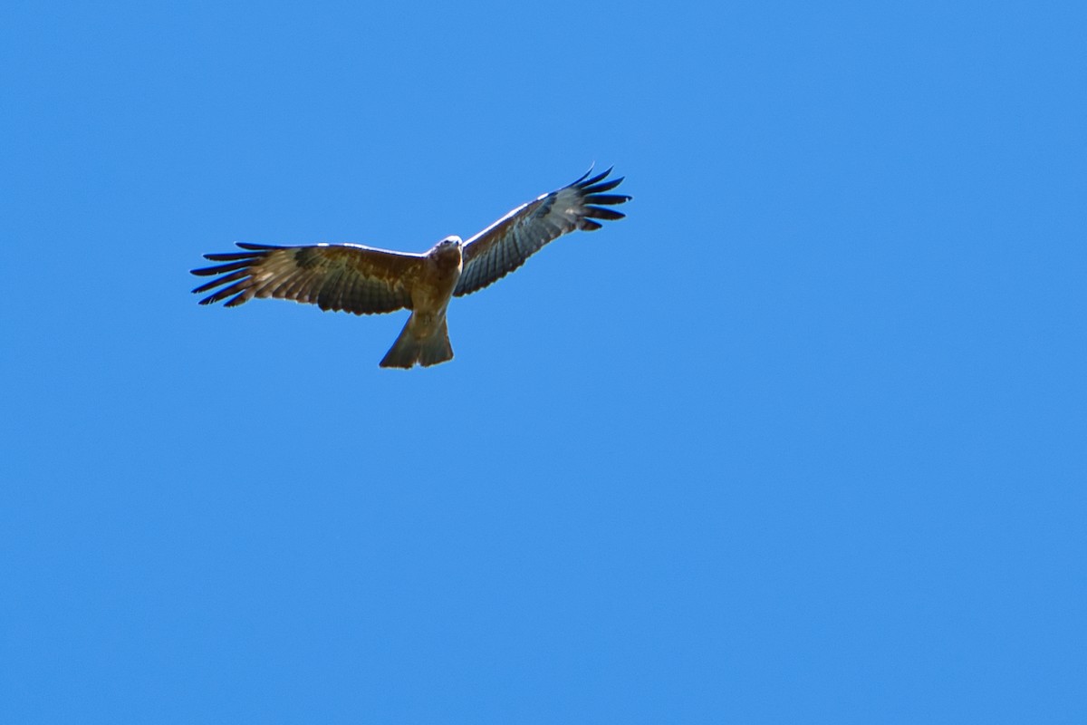 Square-tailed Kite - ML622052698