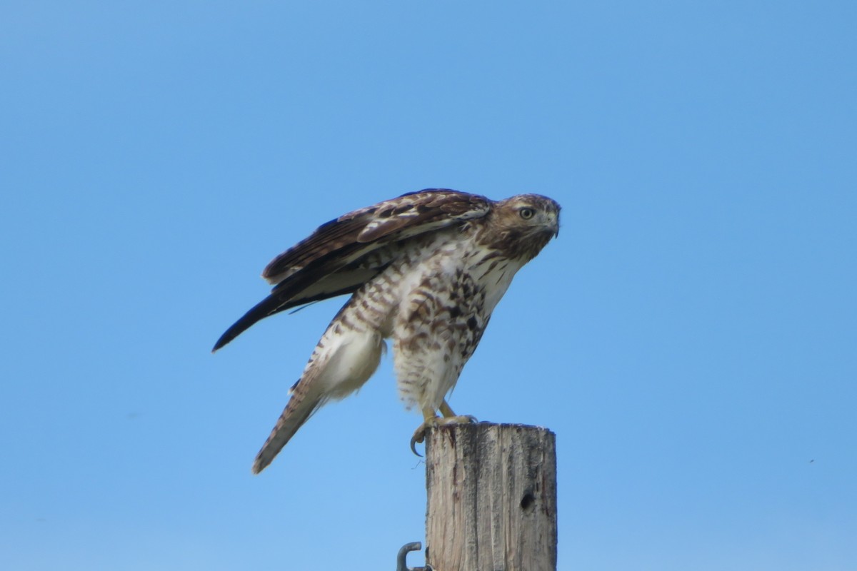 Red-tailed Hawk - ML622052701