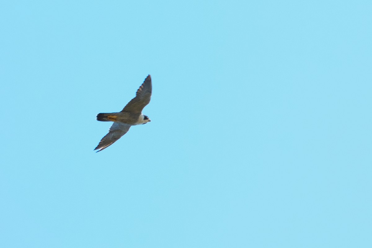 Peregrine Falcon (Australian) - ML622052702