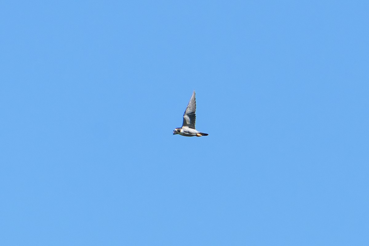 Peregrine Falcon (Australian) - ML622052703