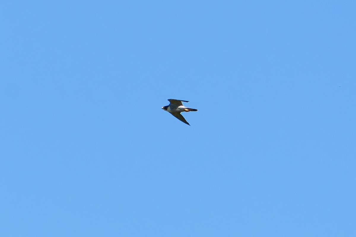 Peregrine Falcon (Australian) - ML622052704