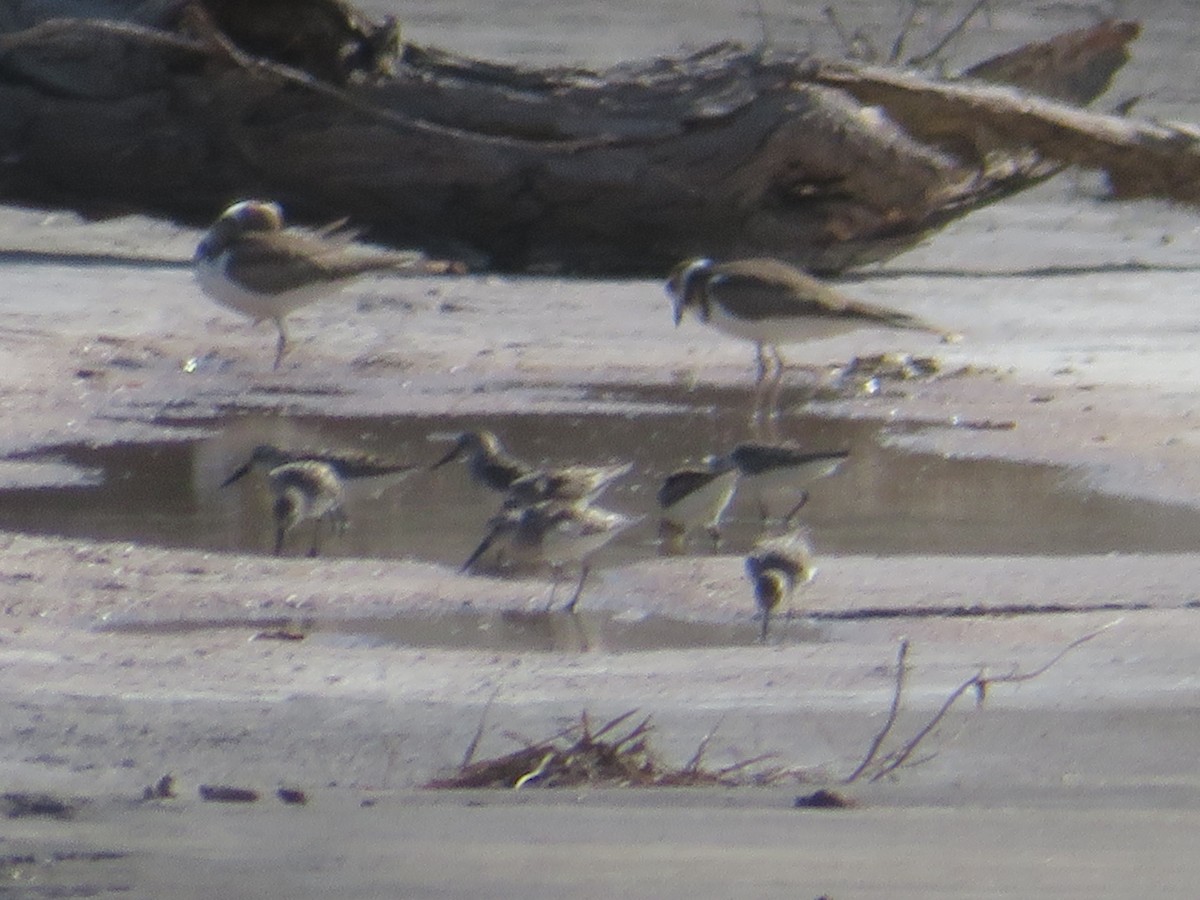 shorebird sp. - ML622052708