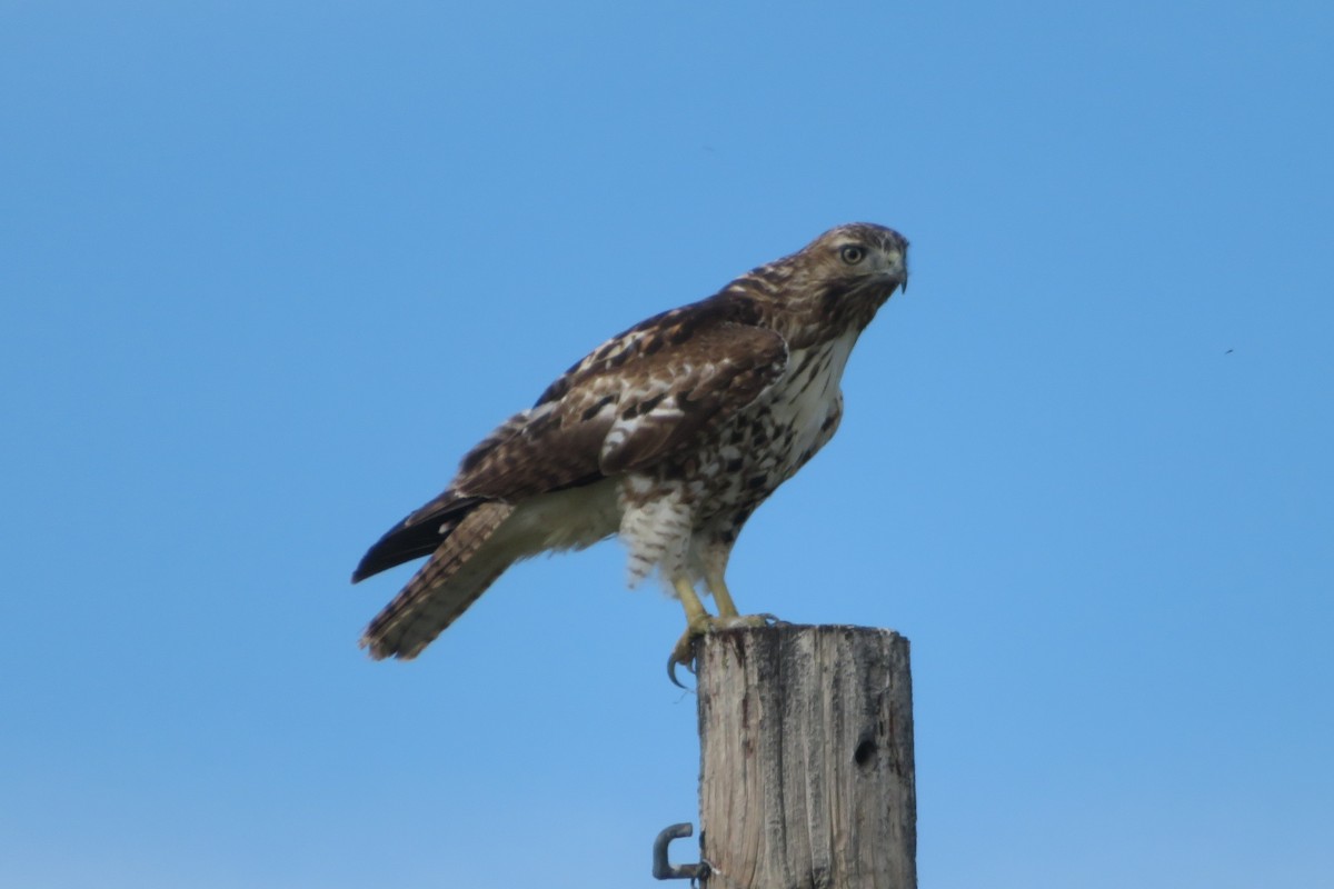 Red-tailed Hawk - ML622052709