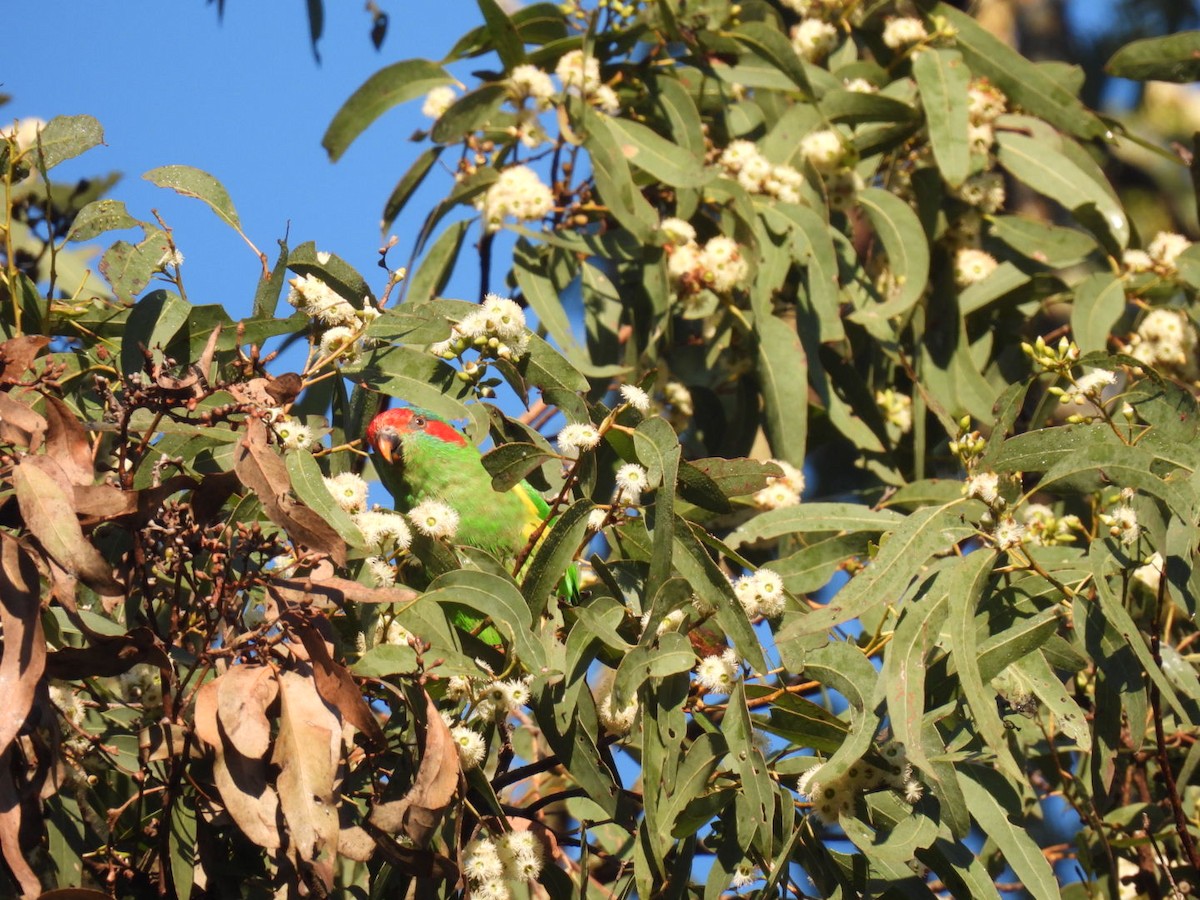 Musk Lorikeet - ML622052712