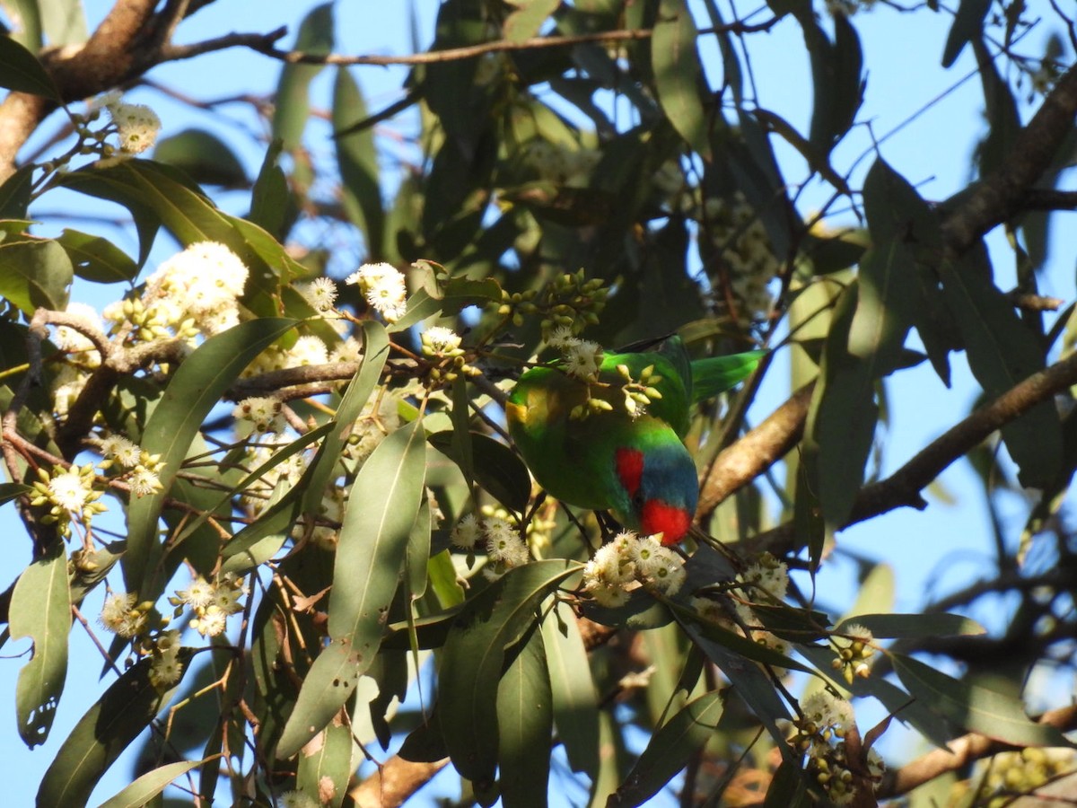 Musk Lorikeet - ML622052713