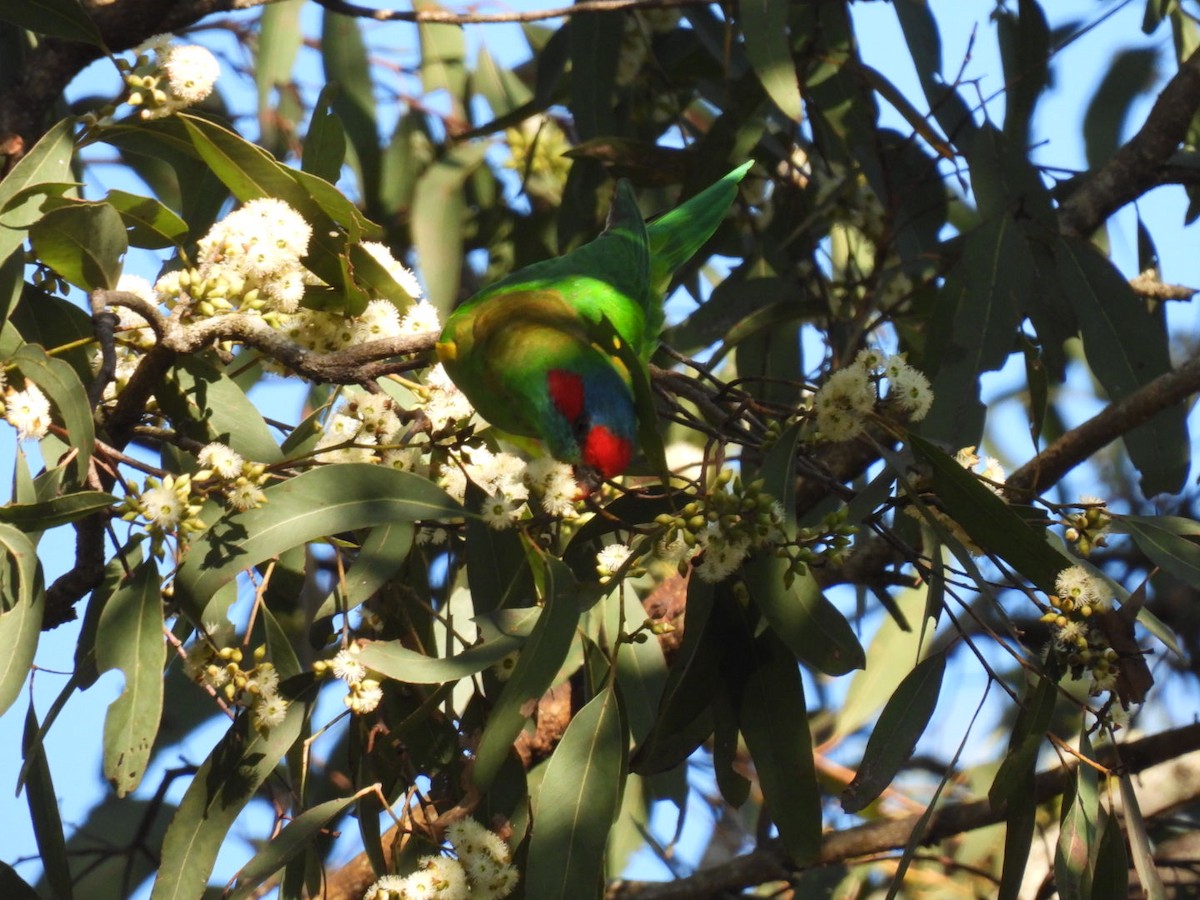 Musk Lorikeet - ML622052714