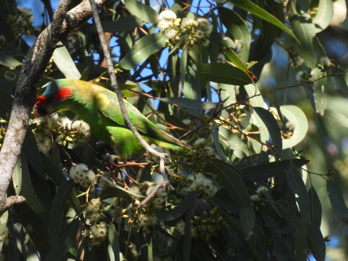 Musk Lorikeet - ML622052715