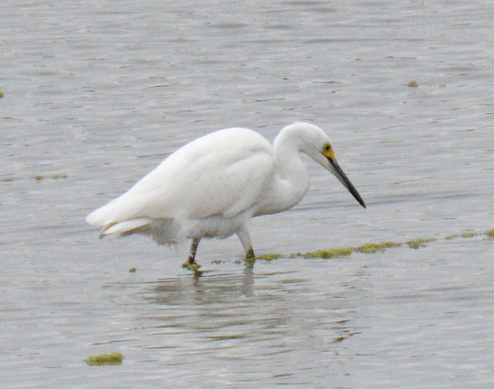 Snowy Egret - ML622052716