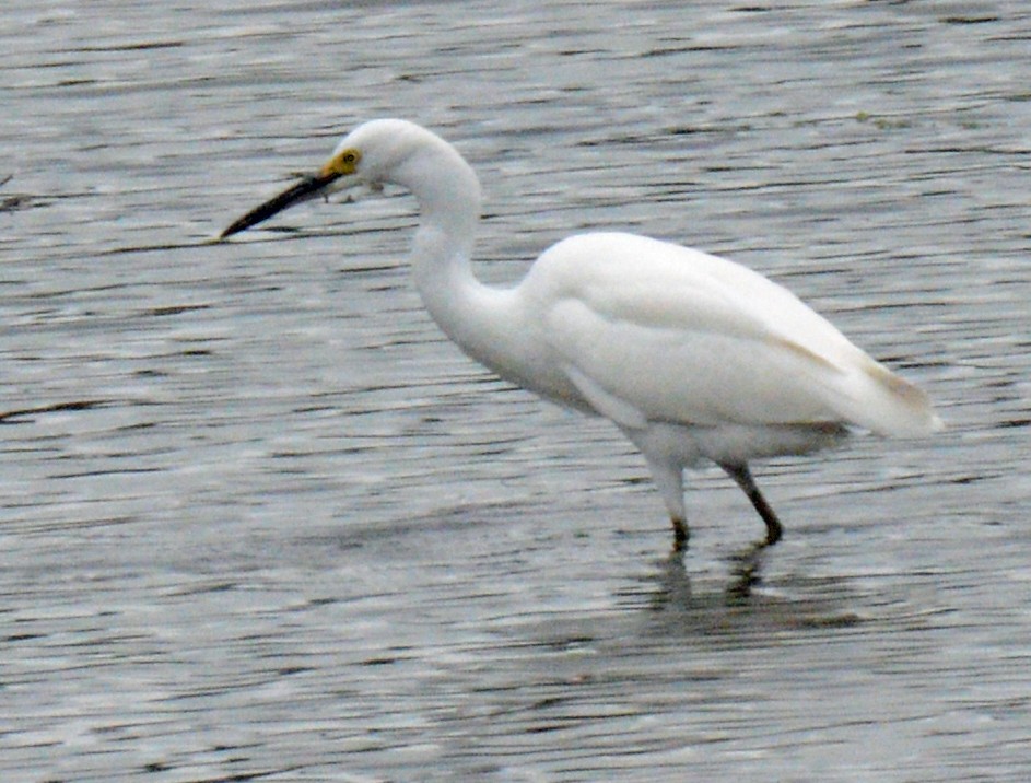 Snowy Egret - ML622052717