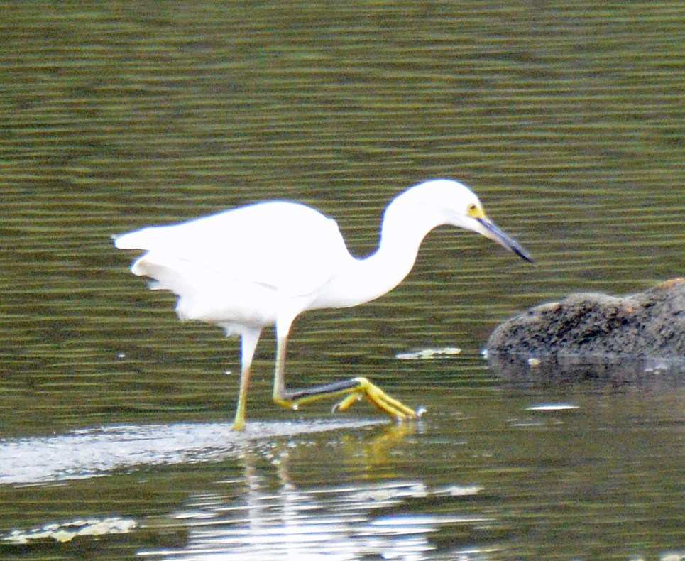 Snowy Egret - ML622052718