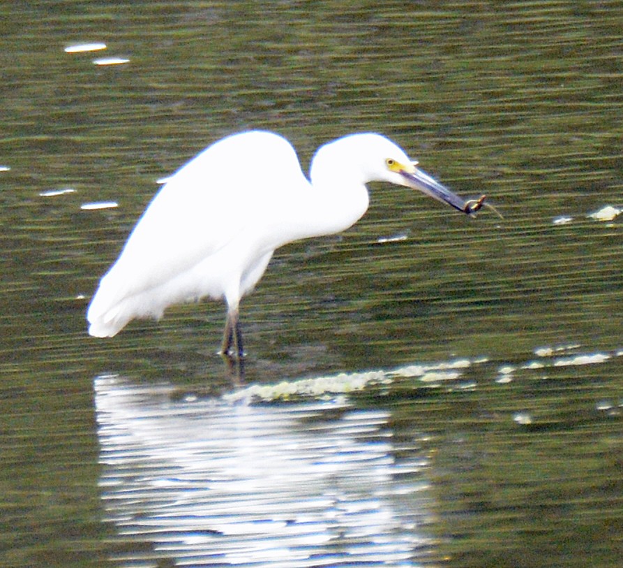 Snowy Egret - ML622052719